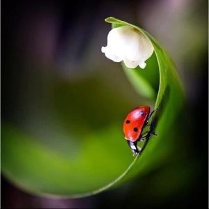 Meet your Posher, Dorcas